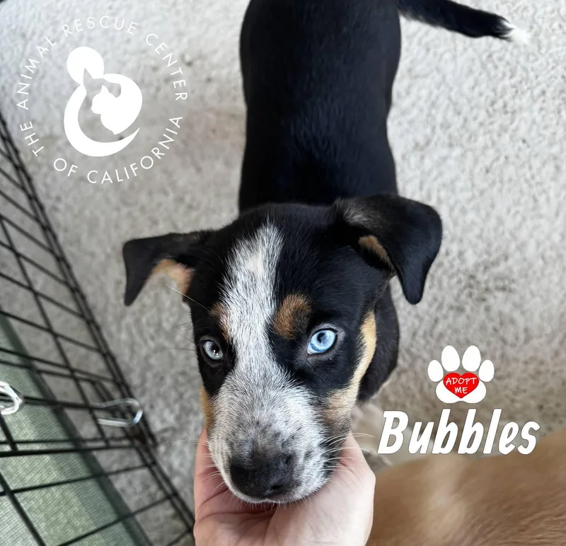 Bubbles thumbnail 2