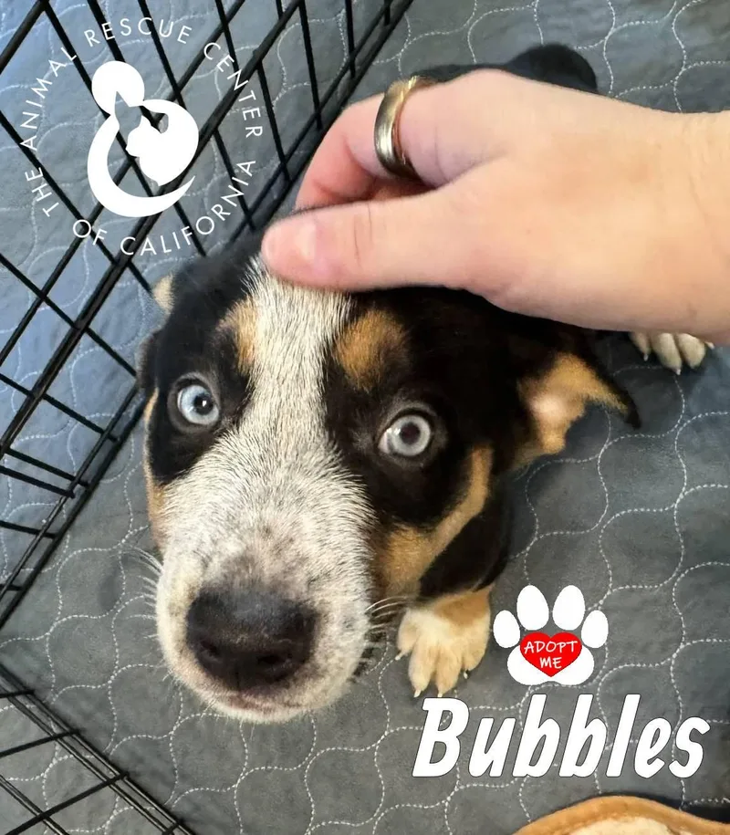 Bubbles thumbnail 3