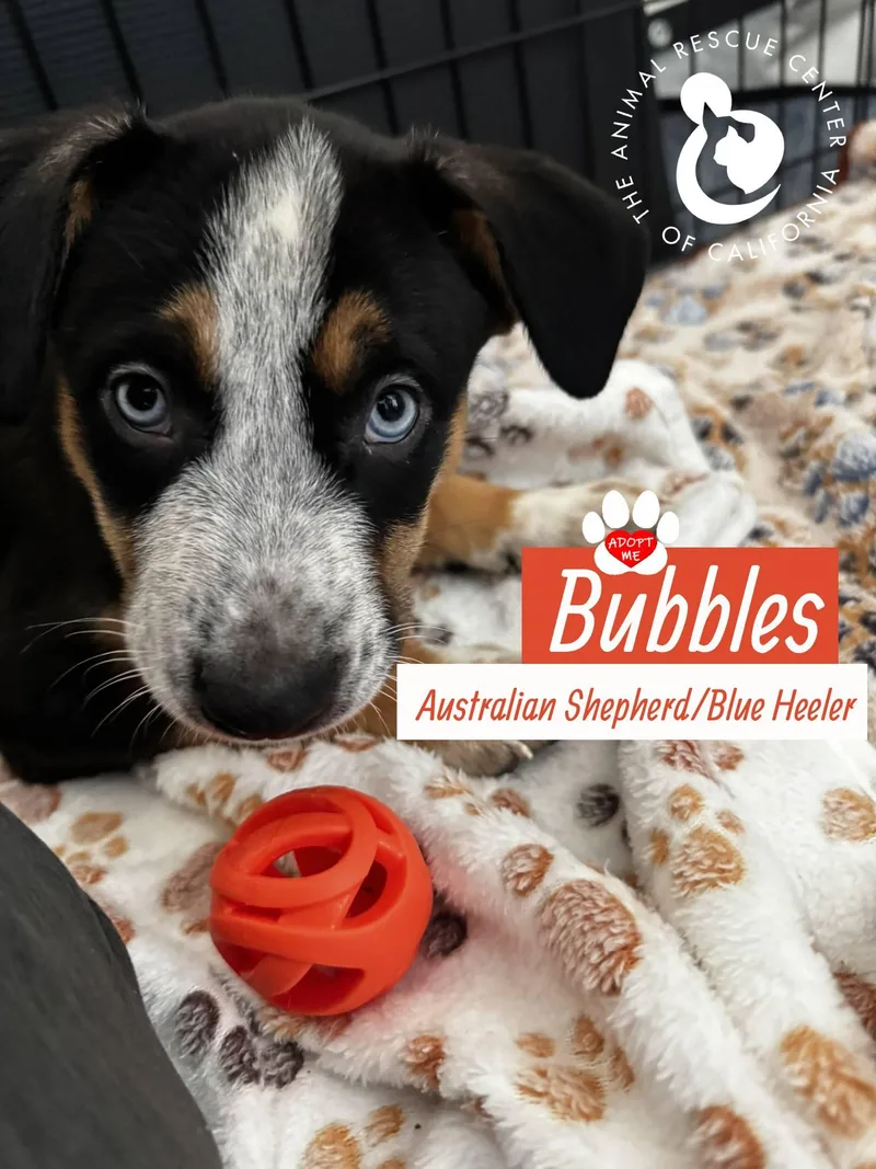 Bubbles thumbnail 4