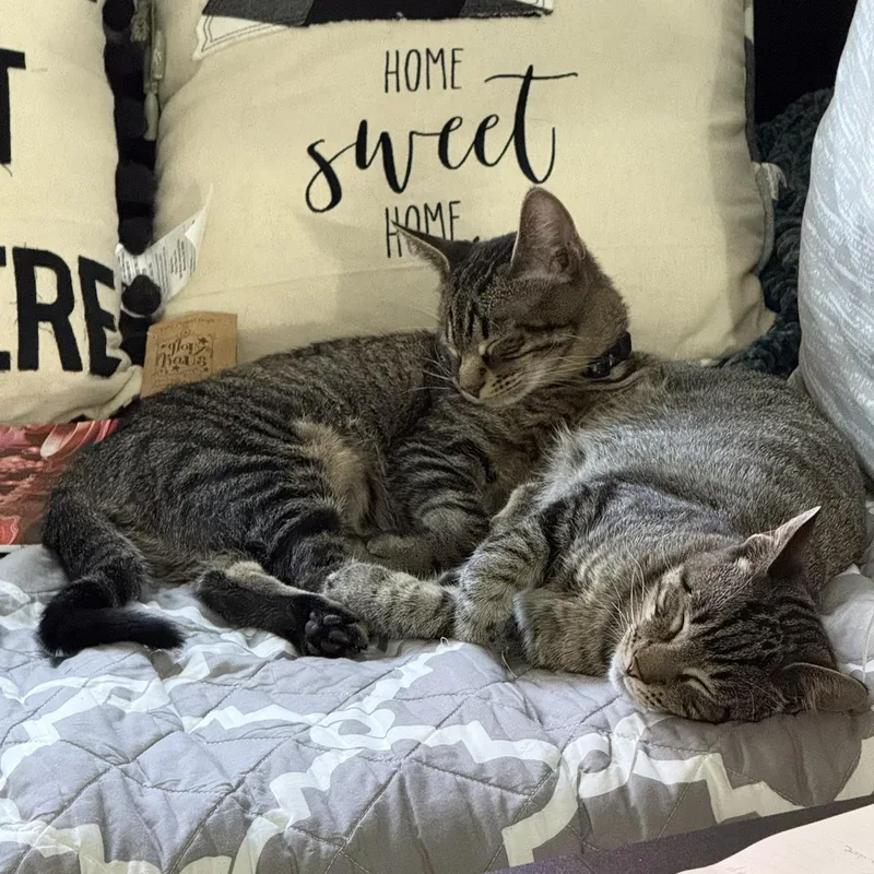 Mister Aster & Mister thumbnail 2