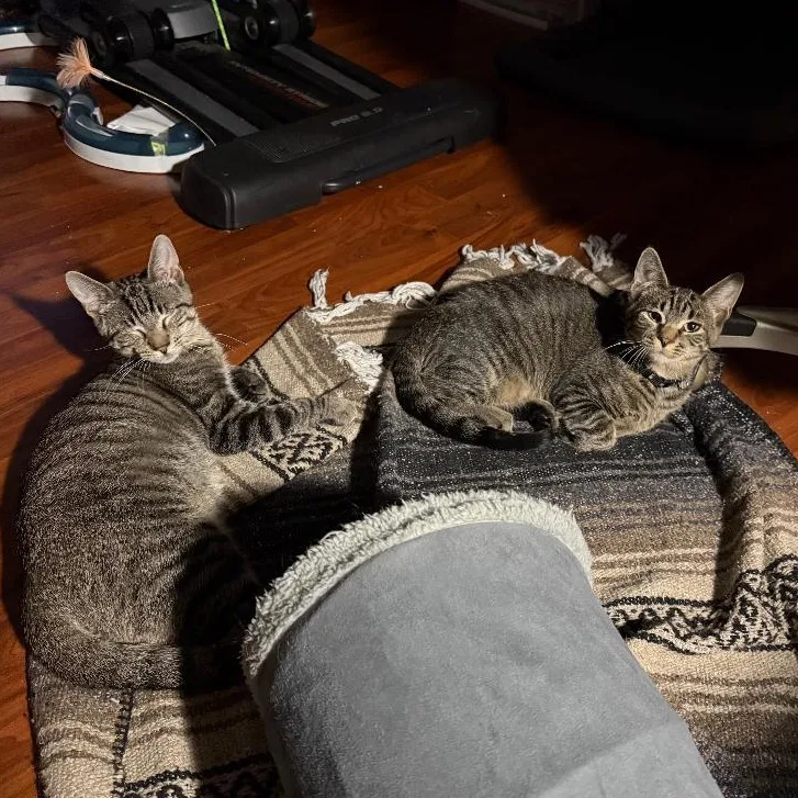 Mister Aster & Mister