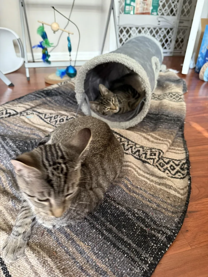 Mister Aster & Mister thumbnail 3