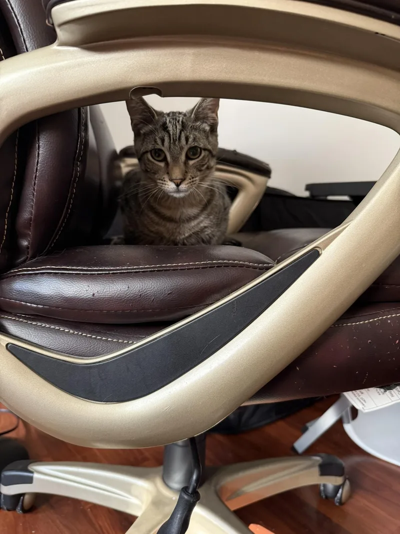 Mister Aster & Mister thumbnail 4