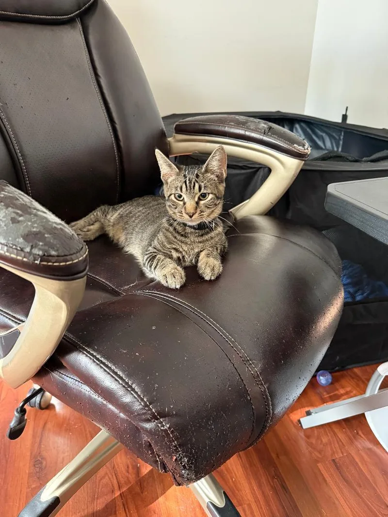 Mister Aster & Mister thumbnail 5