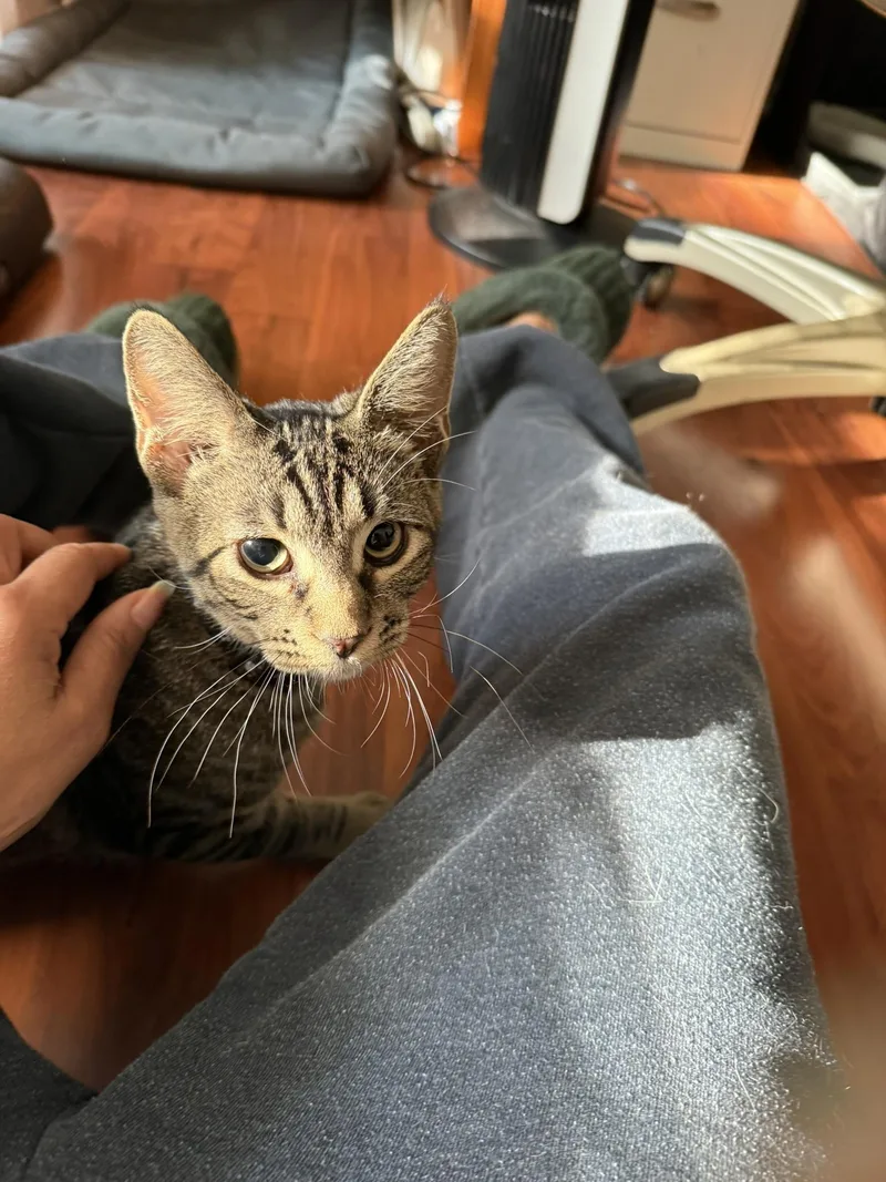 Mister Aster & Mister thumbnail 6