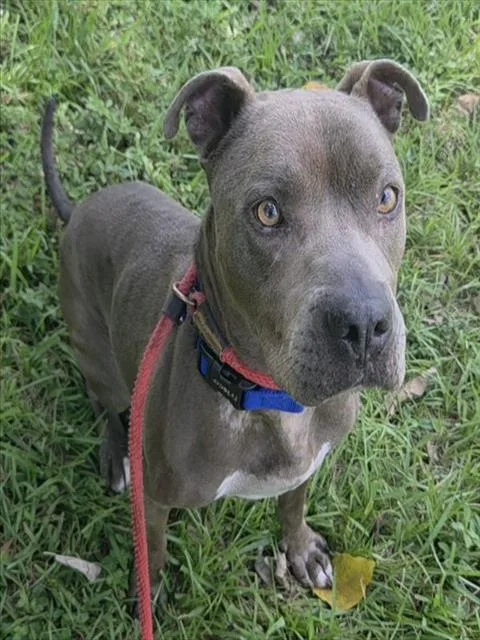 An adult medium-sized male American Staffordshire Terrier dog named Scoob for adoption in Fort Lauderdale, FL