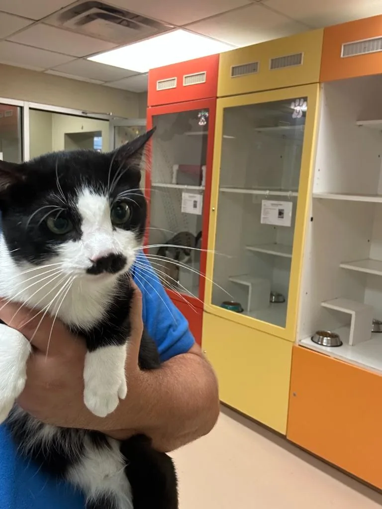 A young medium-sized male Domestic Short Hair cat named Cat Condo Tuxedo for adoption in Greenville, TX