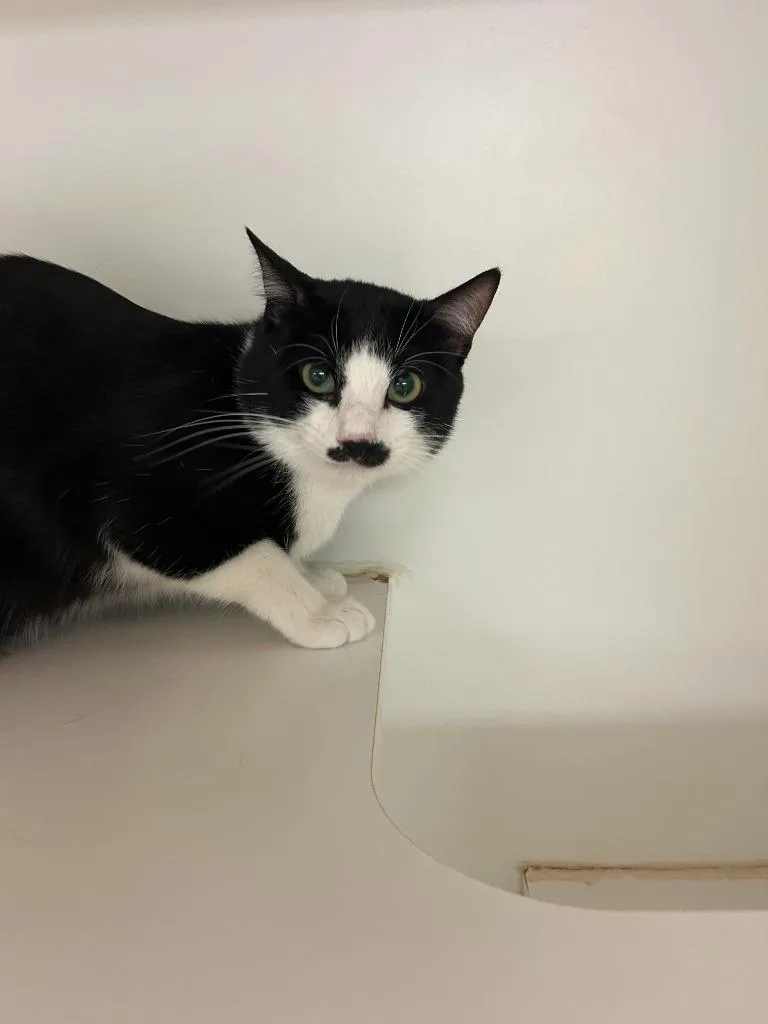 Cat Condo  Tuxedo thumbnail 2