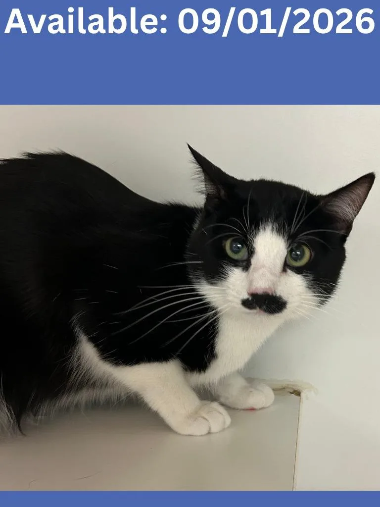 Cat Condo  Tuxedo thumbnail 3