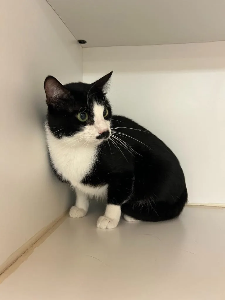 Cat Condo  Tuxedo thumbnail 4