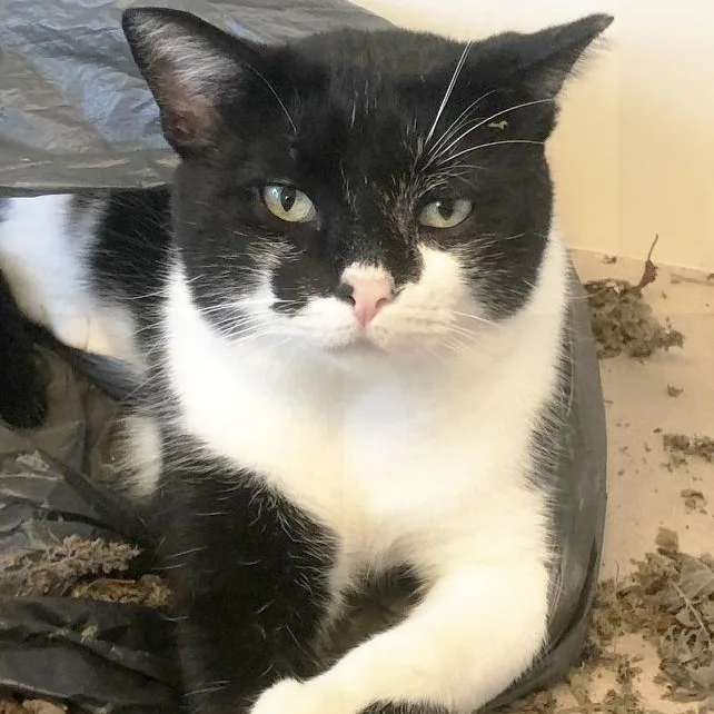 Lava  Xl thumbnail 3