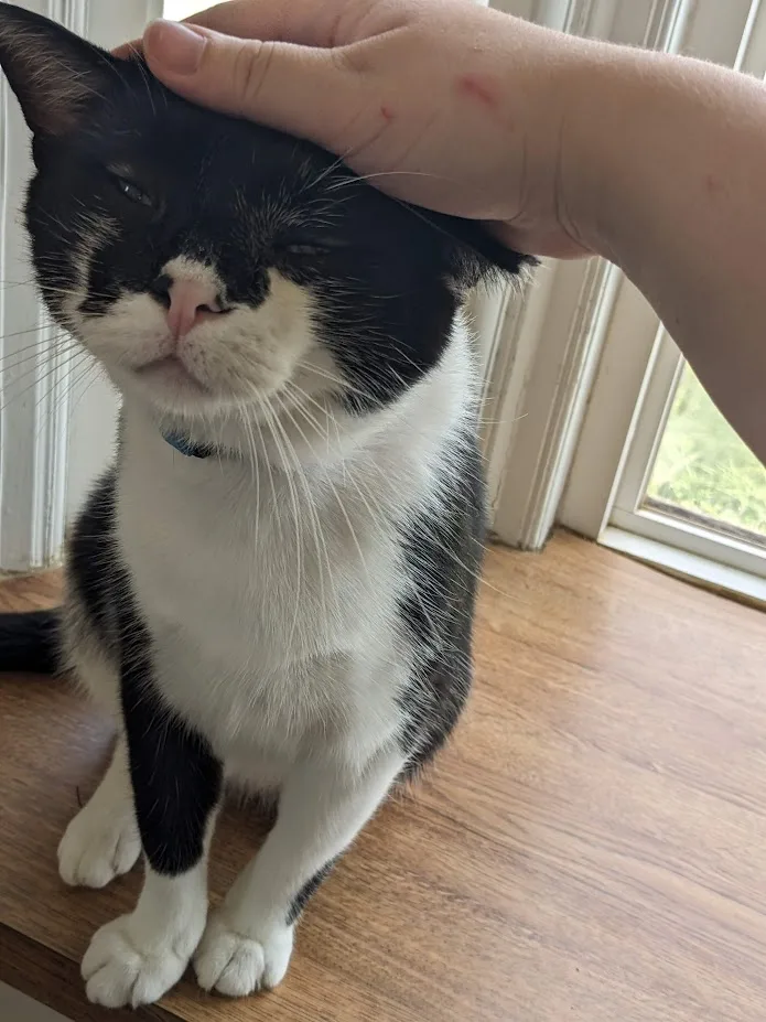 Lava  Xl thumbnail 4