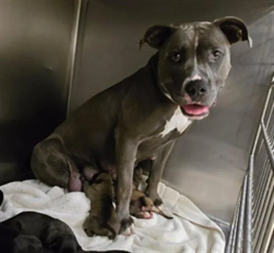 A young large-sized female Pit Bull Terrier dog named Beach for adoption in Riverside, CA