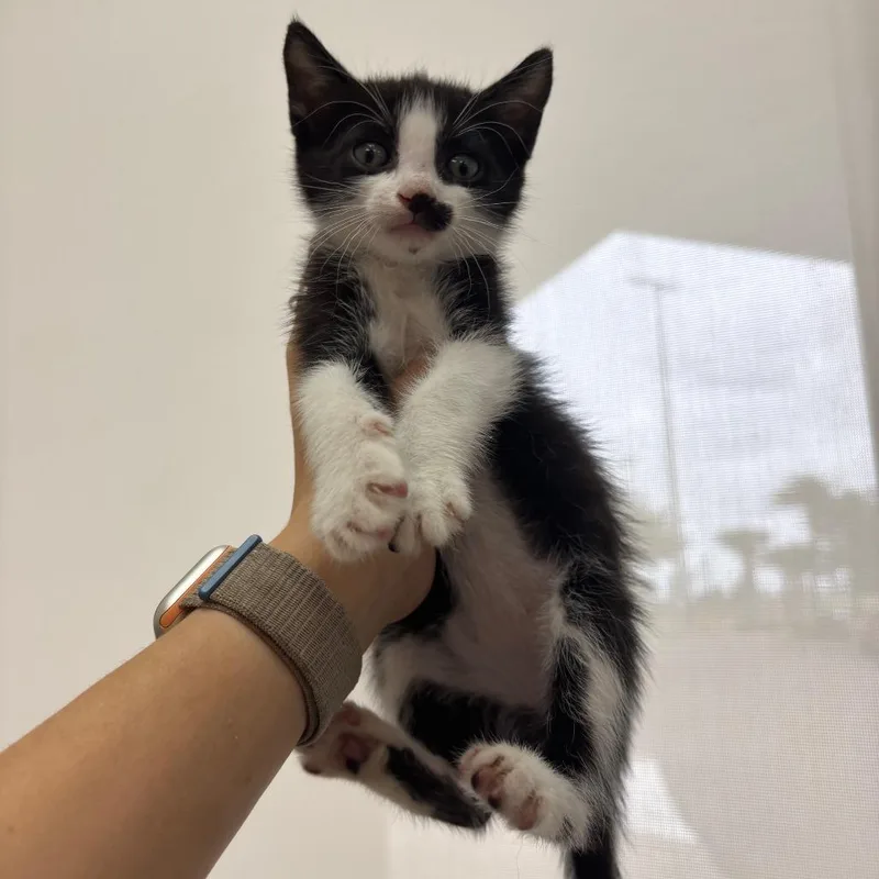 A baby small-sized female Black Domestic Short Hair cat named Pickles for adoption in Corpus Christi, TX