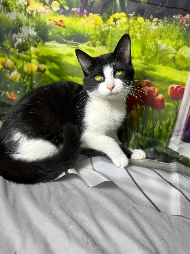 A baby medium-sized female Black & White / Tuxedo Domestic Short Hair cat named Raindrop for adoption in Greensburg, PA