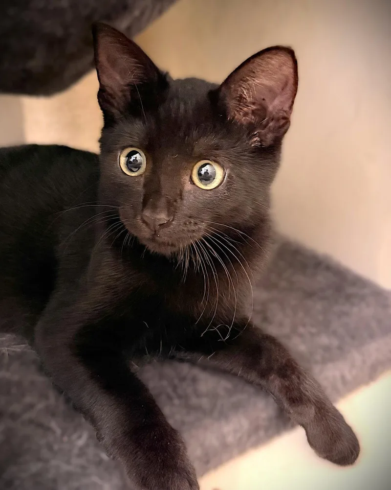 A baby medium-sized female Domestic Short Hair cat named Nox for adoption in Fort Myers, FL