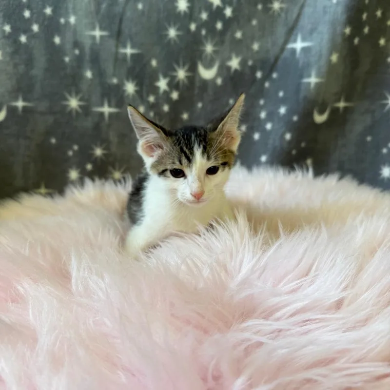 A baby small-sized male White Domestic Short Hair cat named Sedge for adoption in Deerfield, IL