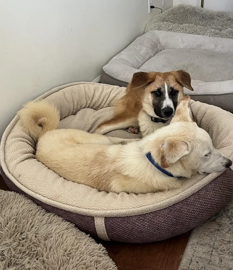 A young medium-sized male Jindo dog named Junior for adoption in Tarzana, CA