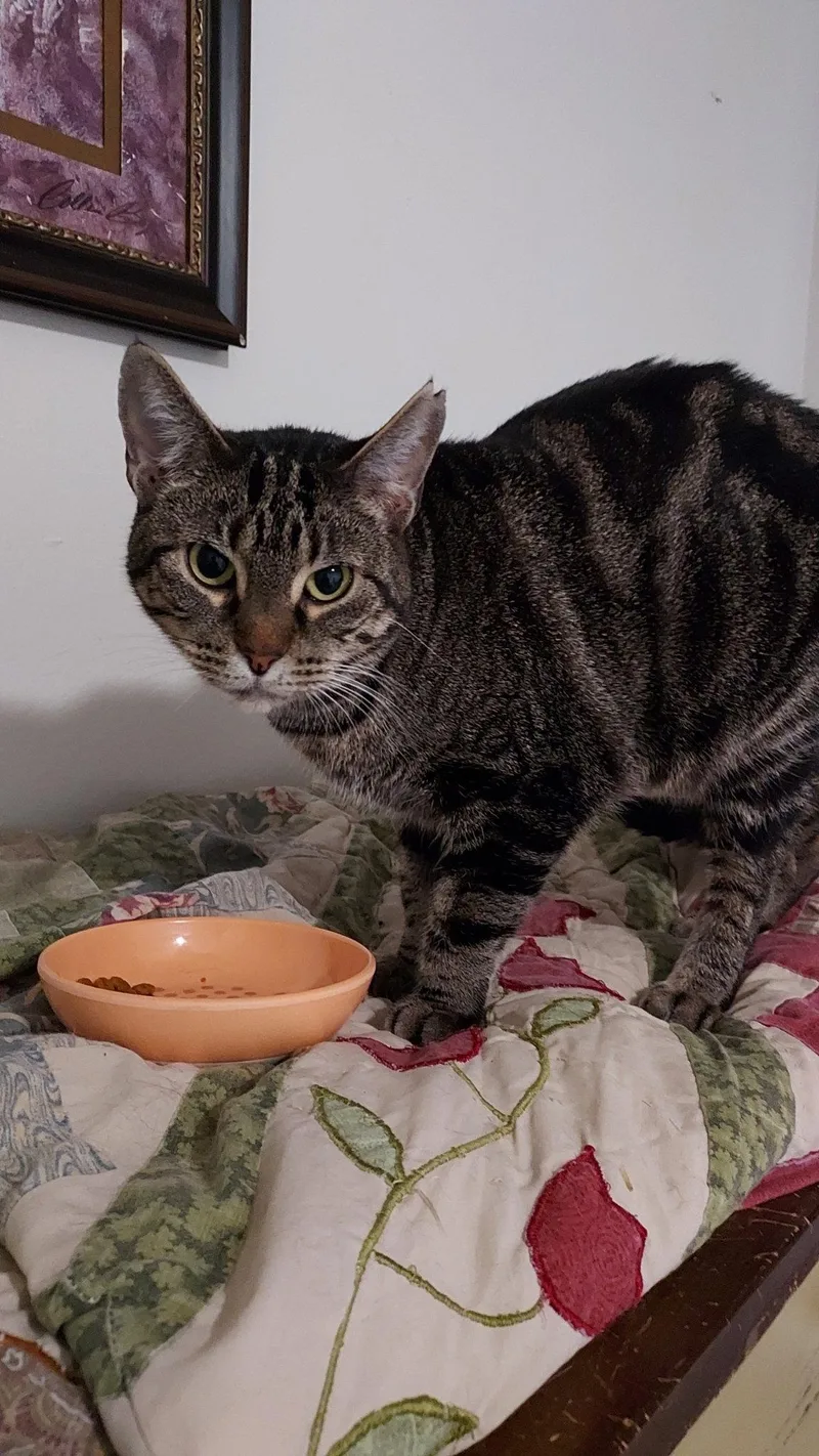 A young medium-sized female Tabby cat named Clarissa for adoption in Drasco, AR
