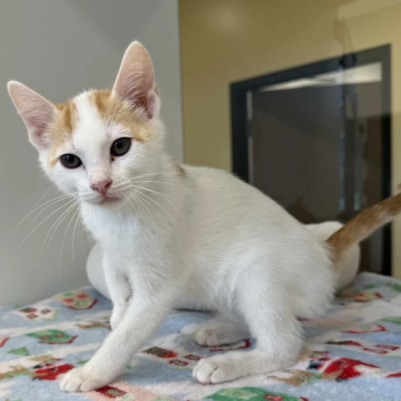 A baby small-sized male Orange / Red Domestic Short Hair cat named Dally for adoption in Beaumont, TX