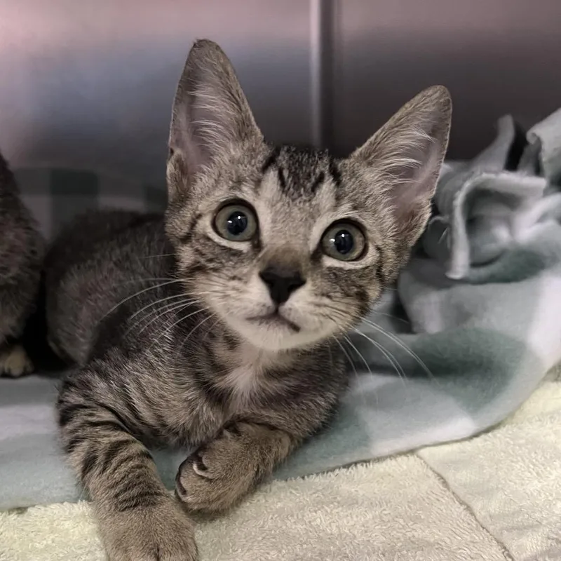 A baby small-sized male Brown / Chocolate Domestic Short Hair cat named Yoni for adoption in Naples, FL
