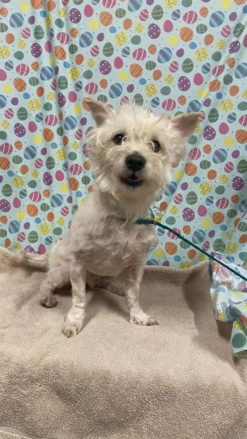 A young small-sized male West Highland White Terrier / Westie dog named Dexter for adoption in Modesto, CA