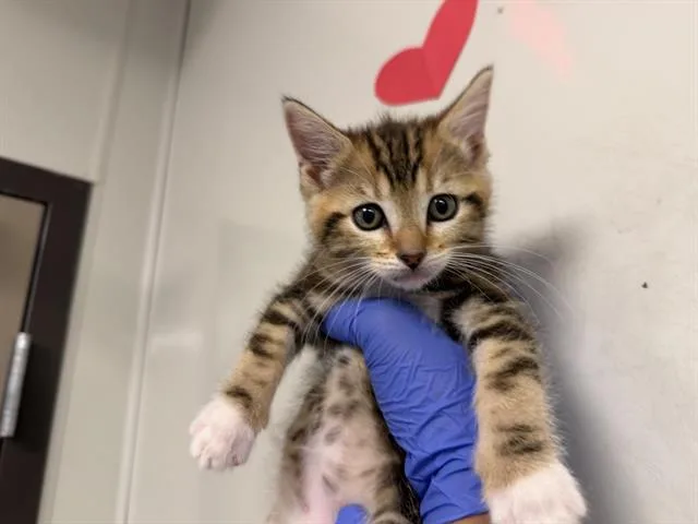 A baby small-sized female Domestic Short Hair cat named Piglet for adoption in Ontario, CA
