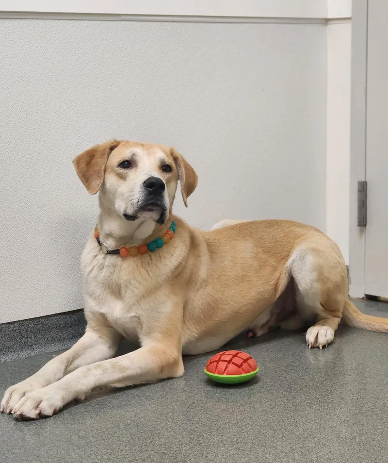 Macaroni thumbnail 2