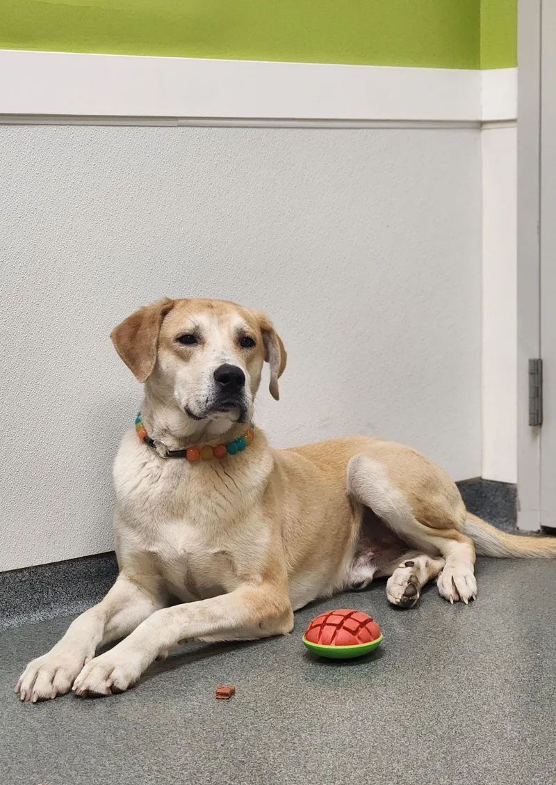 Macaroni thumbnail 3