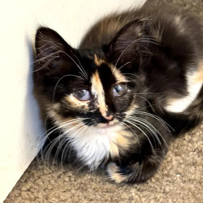 A baby small-sized female Calico Domestic Long Hair cat named Kara for adoption in Long Beach, CA