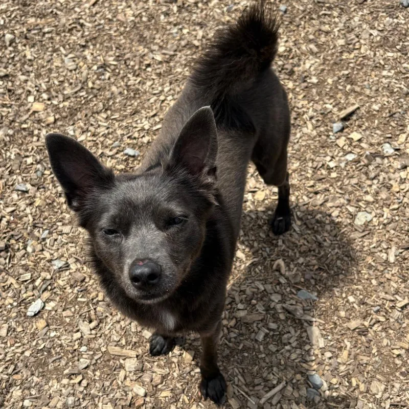 An adult small-sized male Gray / Blue / Silver Feist dog named Giles for adoption in Wappingers Falls, NY