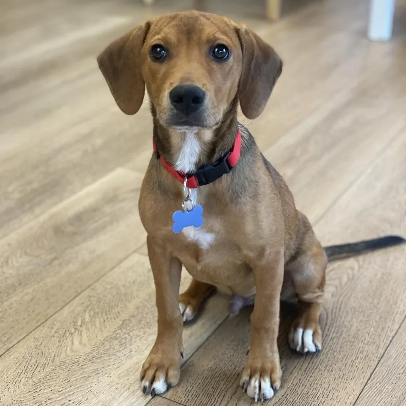 A baby small-sized male Brown / Chocolate Hound dog named Mr. Wiggles for adoption in Chesapeake, VA