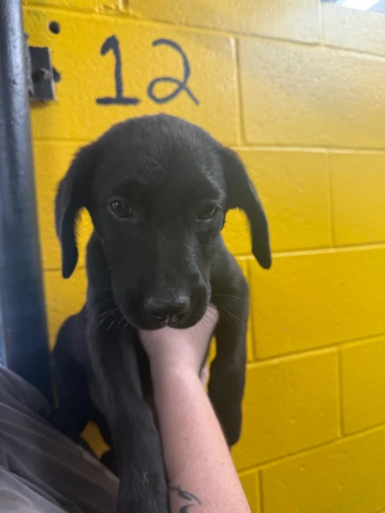 A baby medium-sized female Black Labrador Retriever dog named Dr. Oz for adoption in Murray, KY