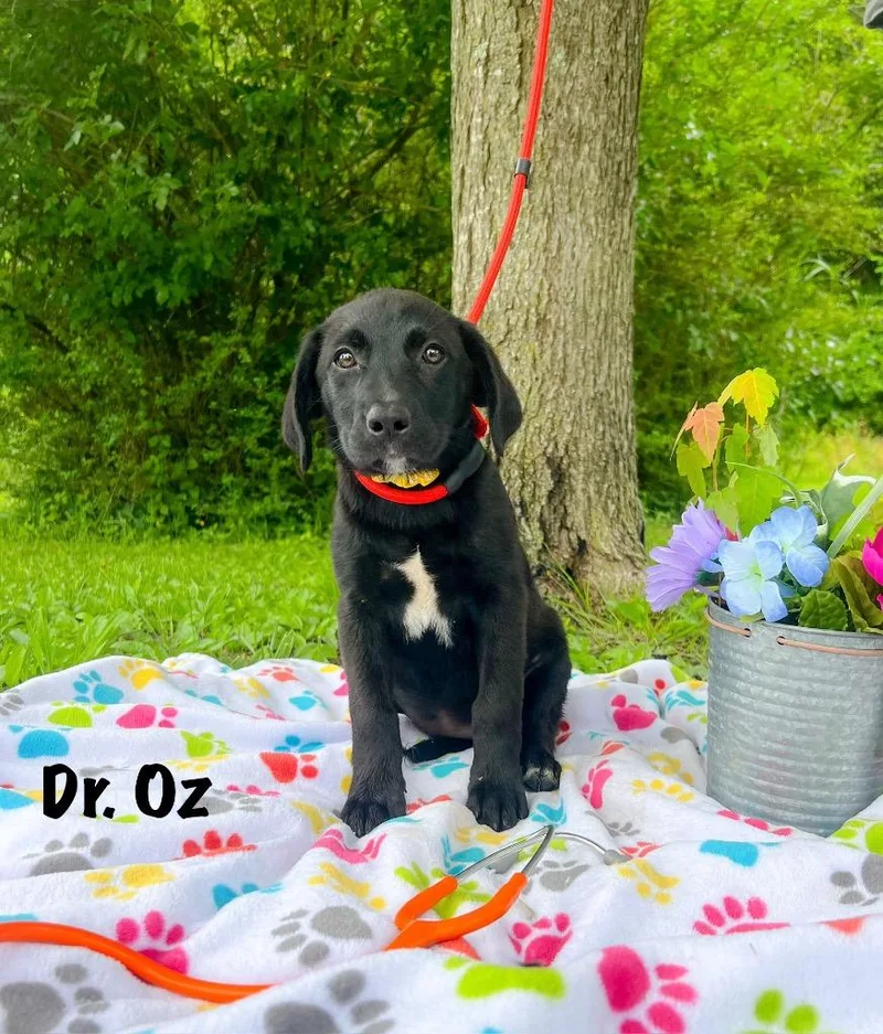 Dr. Oz thumbnail 2