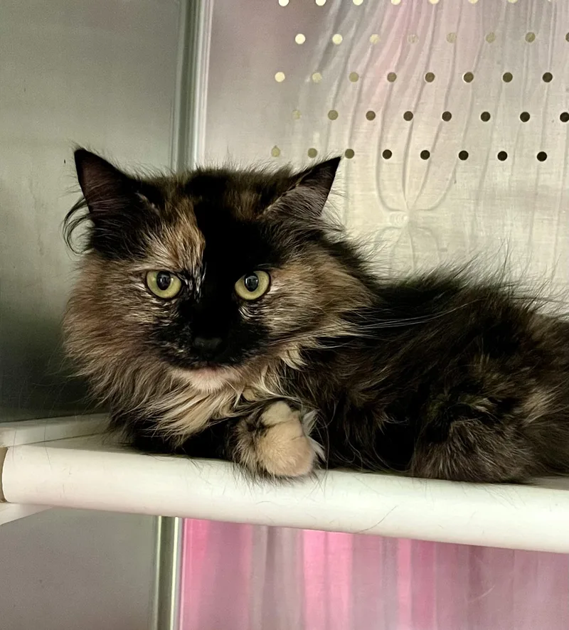An adult medium-sized female Calico Domestic Long Hair cat named Topaz for adoption in Seville, OH