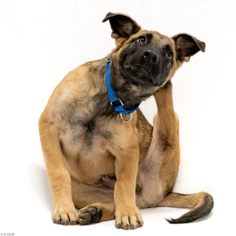 A baby medium-sized male German Shepherd Dog dog named Chase for adoption in BONIFAY, FL