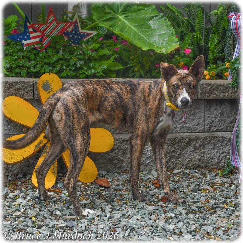 A baby medium-sized female Brindle Plott Hound dog named Gizmo for adoption in Wake Forest, NC