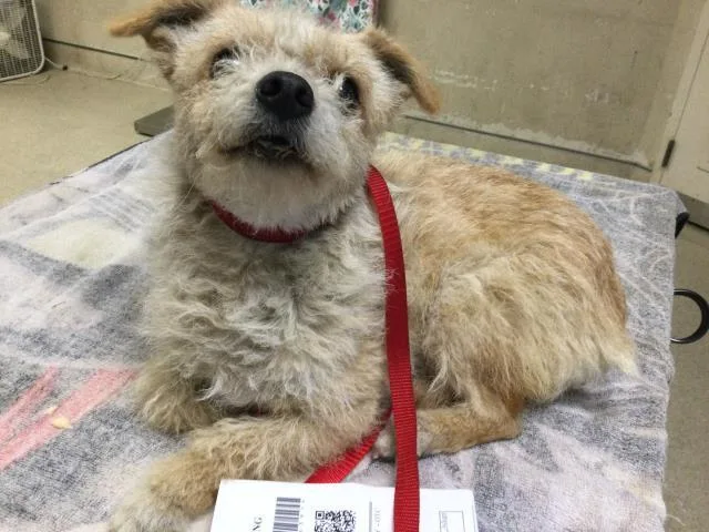 An adult small-sized female Terrier dog named Mrs. Scruff for adoption in Riverside, CA