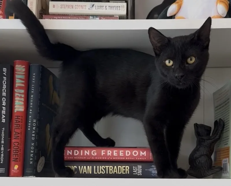 A baby medium-sized male Black Domestic Short Hair cat named Dr. Pepper for adoption in Petaluma, CA