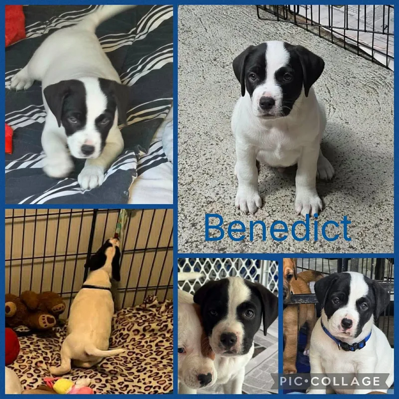 A baby medium-sized male White / Cream Hound dog named Benedict for adoption in Forked River, NJ