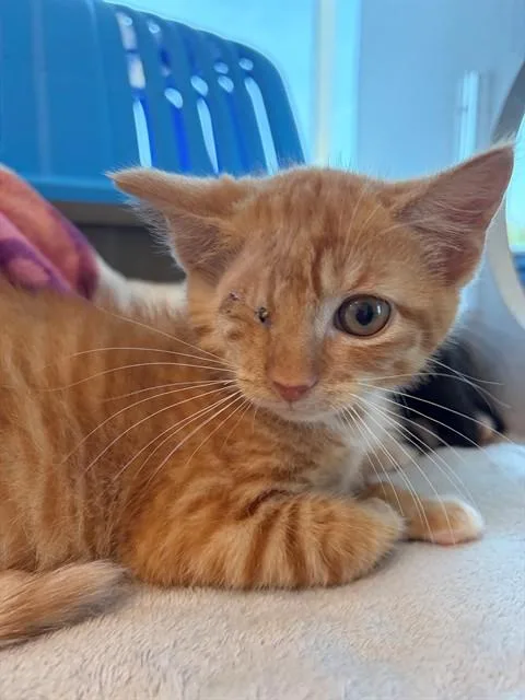 A baby medium-sized male Domestic Short Hair cat named Gum Drop for adoption in Leesburg, VA