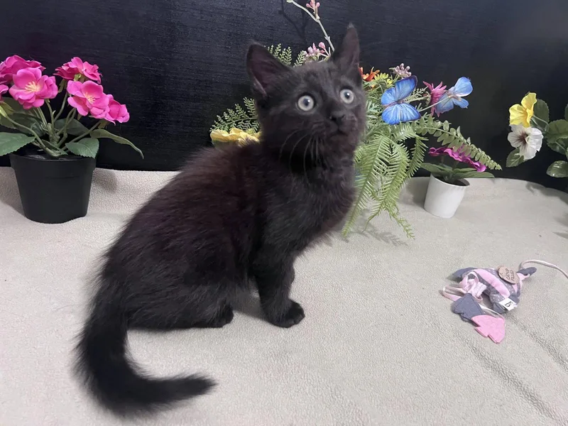 A baby small-sized male Domestic Short Hair cat named Mordecai for adoption in Fayetteville, GA