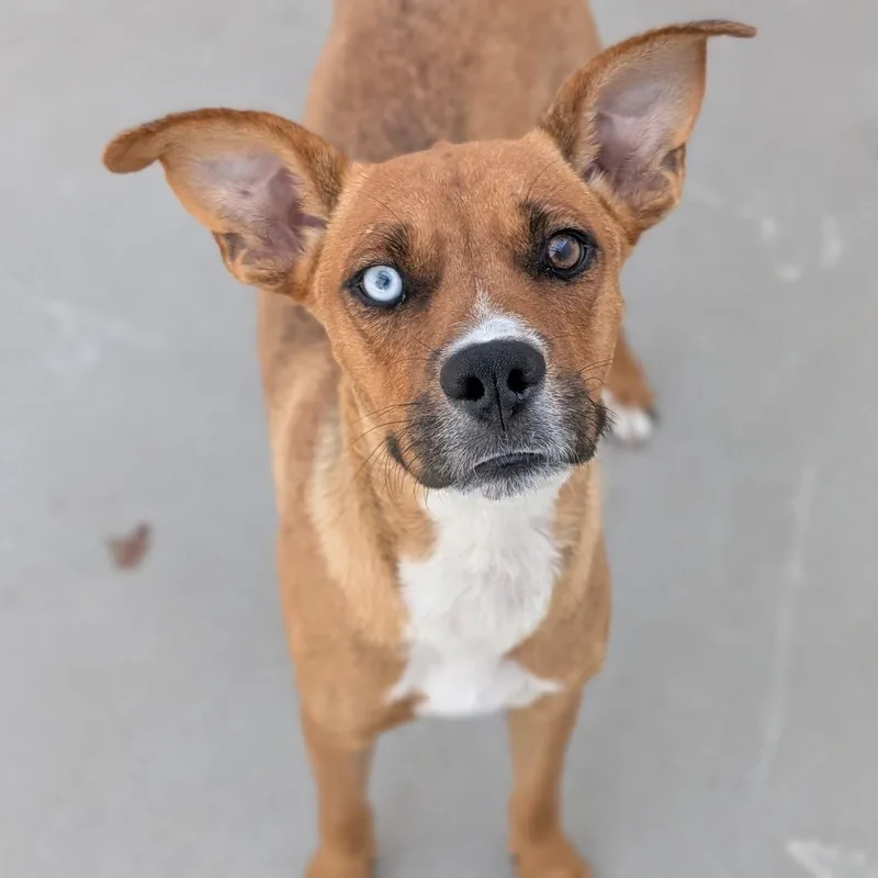A young medium-sized female Mixed Breed dog named Gucci for adoption in Fenton, MI