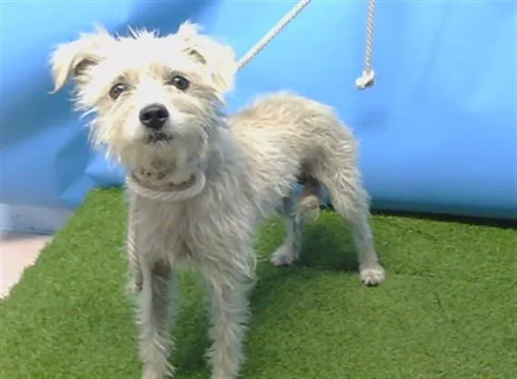 A young small-sized male Terrier dog named A for adoption in Gardena, CA