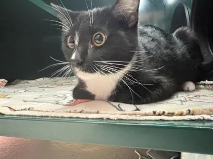 An adult small-sized female Black Domestic Short Hair cat named Peach for adoption in El Paso, TX