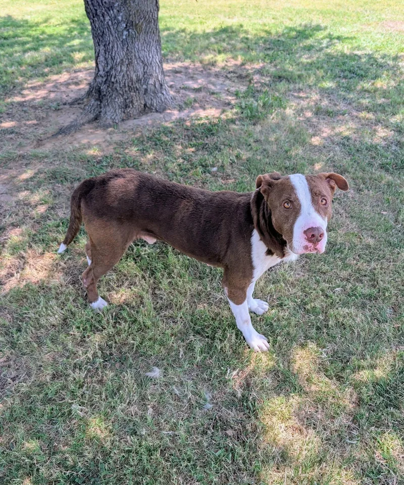 An adult medium-sized male Brown / Chocolate Labrador Retriever dog named Rusty for adoption in Cleburne, TX