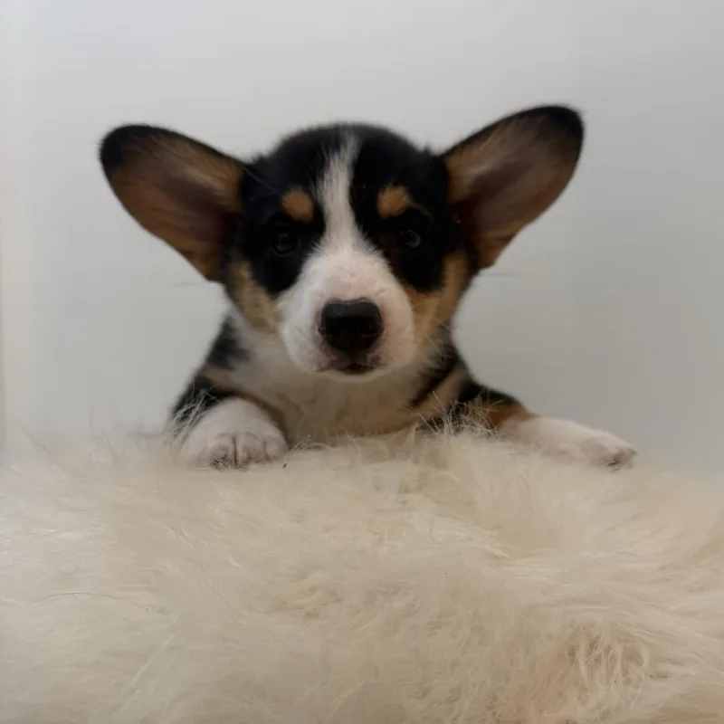 A baby medium-sized female Tricolor (Brown, Black, & White) Corgi dog named Dixie Cup  DoLittle for adoption in Wrightstown, NJ