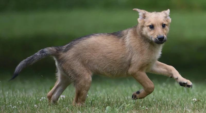 A baby large-sized male German Shepherd Dog dog named Arthur for adoption in Mechanicsburg, PA