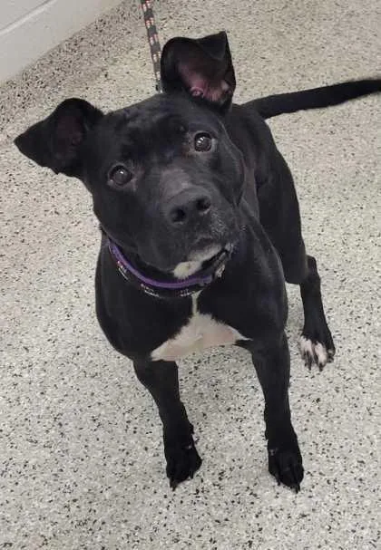 An adult large-sized female Black Pit Bull Terrier dog named Persephone for adoption in Kansas City, MO