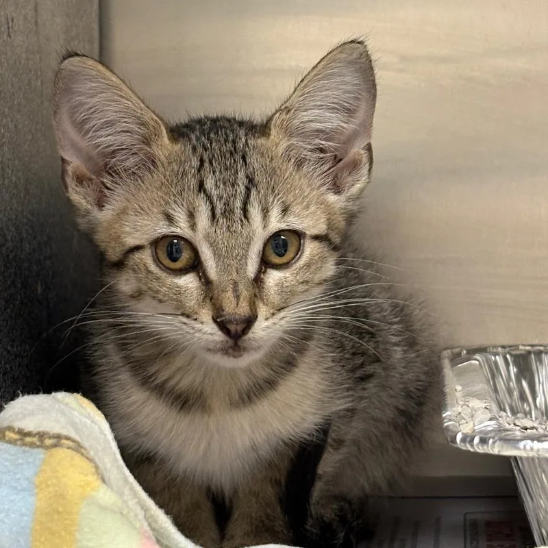 A baby small-sized female Gray / Blue / Silver Domestic Short Hair cat named Zoomie for adoption in Milton, FL